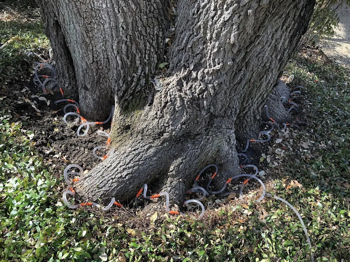 Detailed Tree Cabling and Bracing job site in Honey Creek
