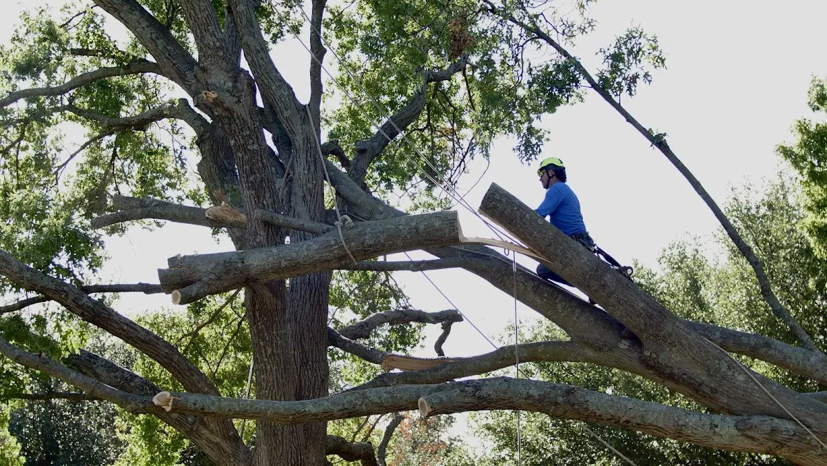 Professional Crown Thinning performed by certified arborists in Honey Creek