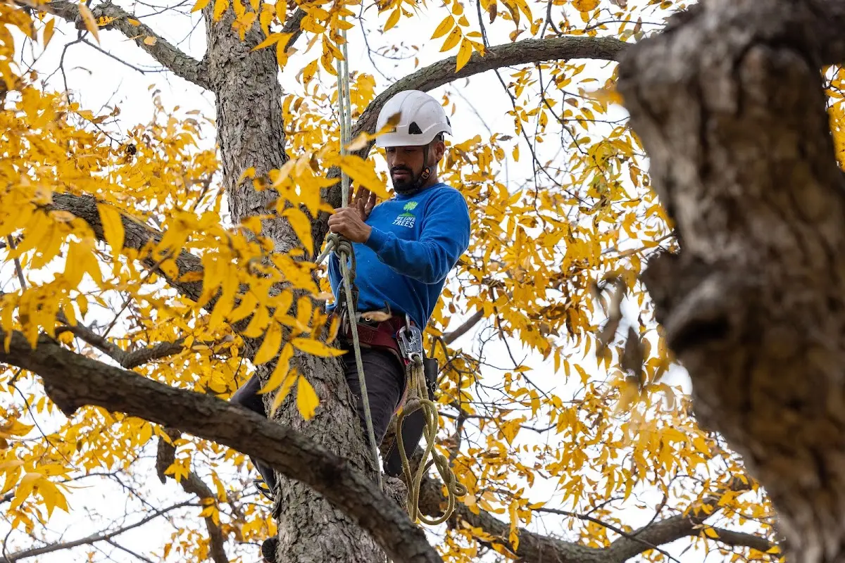 Skilled Tree Pruning crew working in Honey Creek