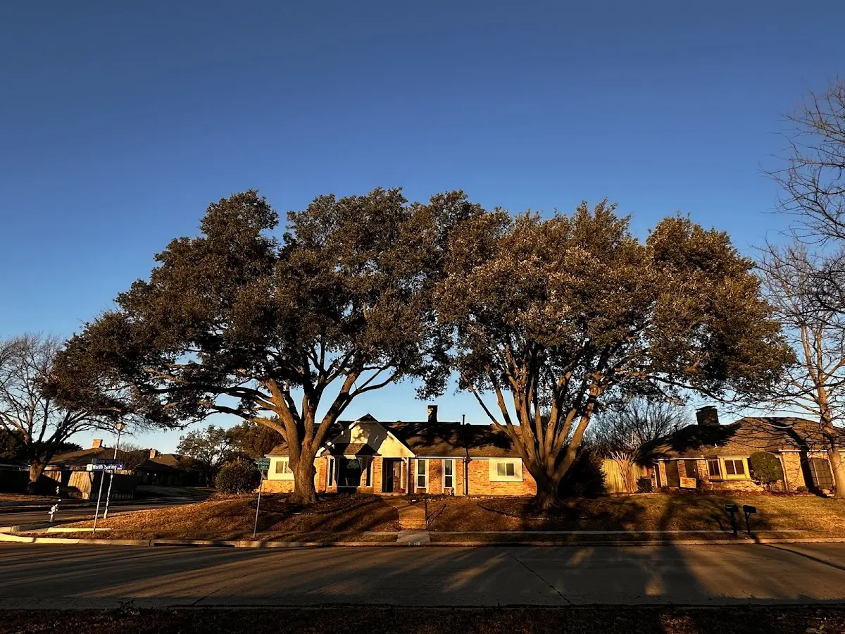 Established residential canopy tree shading a home in Honey Creek